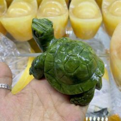 Rùa ngọc xanh Ấn Độ chứa nguồn năng lượng tích cực